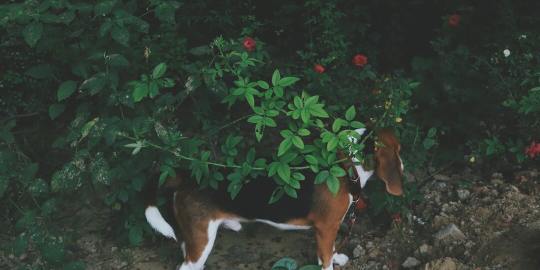 Evcil Hayvanlar Taşınması: Güvenli Zamanlama ve Paketleme