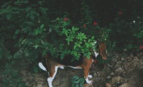 Evcil Hayvanlar Taşınması: Güvenli Zamanlama ve Paketleme