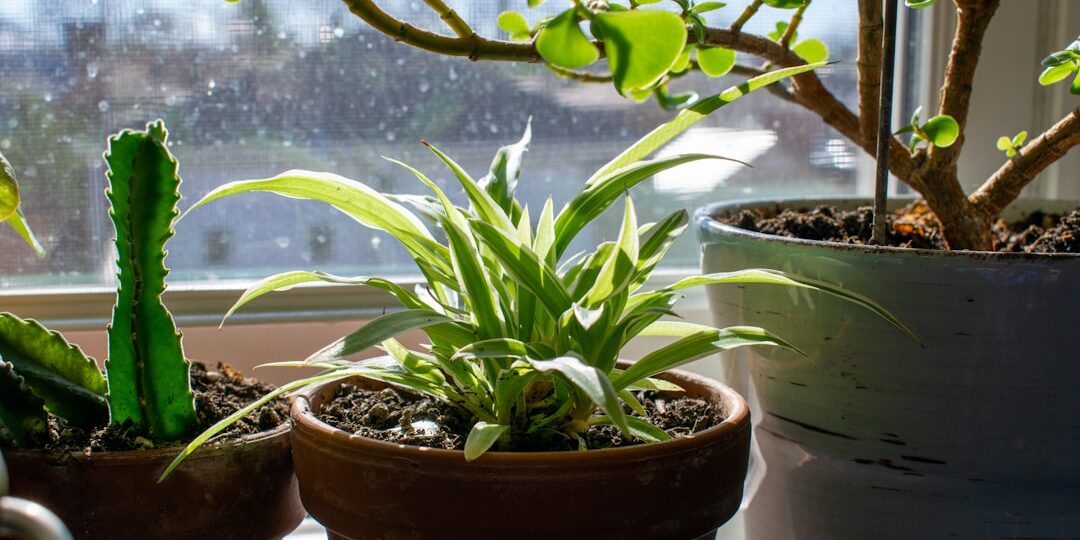 evden eve nakliyat bitkiler: Güvenli Taşınma Planı