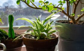 evden eve nakliyat bitkiler: Güvenli Taşınma Planı