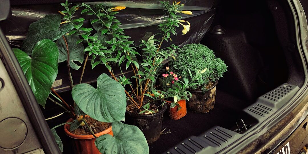 Ofis Taşımada Bitkiler: Adım Adım Güvenli Taşınma Kılavuzu