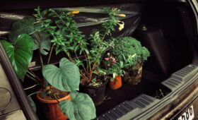 Ofis Taşımada Bitkiler: Adım Adım Güvenli Taşınma Kılavuzu