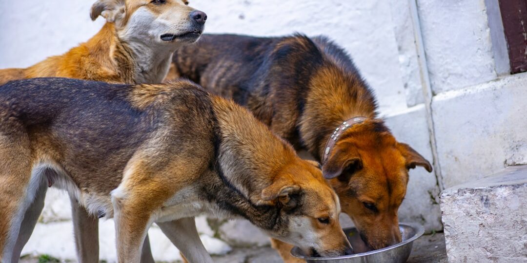 Taşınmada Evcil Hayvanlar İçin Adım Adım Hazırlık Planı