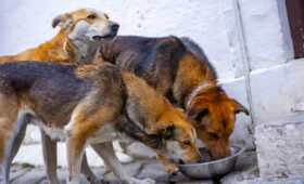 Taşınmada Evcil Hayvanlar İçin Adım Adım Hazırlık Planı