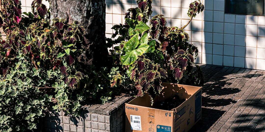 Bitkilerin Taşınması: Evden Eve Nakliyatta Adım Adım Rehber