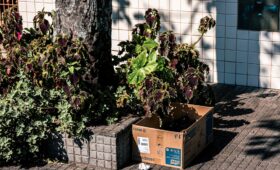 Bitkilerin Taşınması: Evden Eve Nakliyatta Adım Adım Rehber