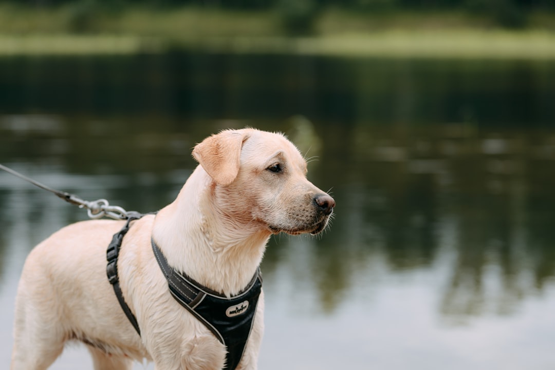 Köpek güvenli tasma ve araç içi gerektiğinde emniyet kemeri
