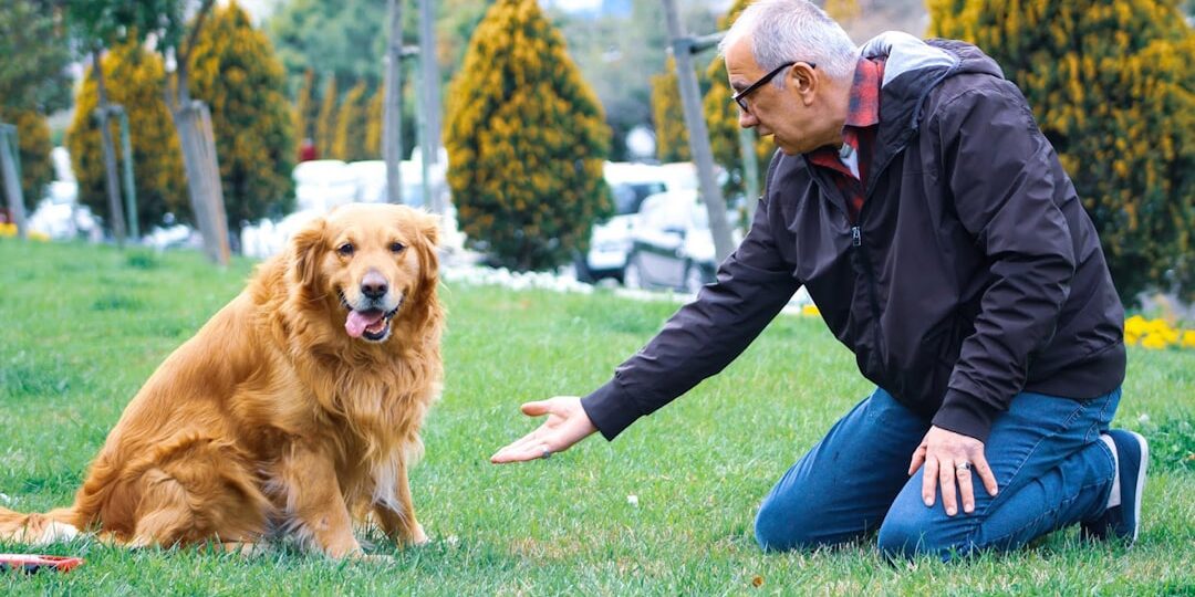 Evcil Hayvan Güvenliği Taşınmada Adım Adım Plan ve Uygulamalar