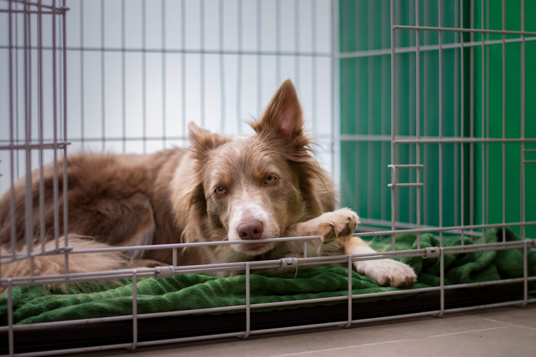 Taşınma sırasında kafeste köpek