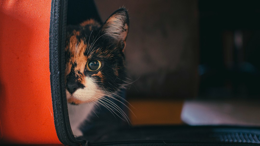 Kedi taşıma kafesinde araç içinde