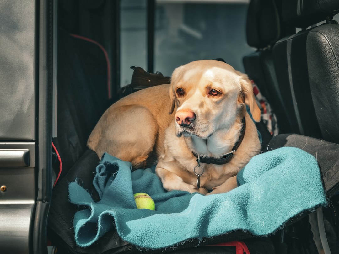 Taşınma öncesi evde köpek beklerken