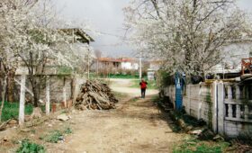 Taşınmada Bitkiler: Güvenli Paketleme ve Taşıma Rehberi